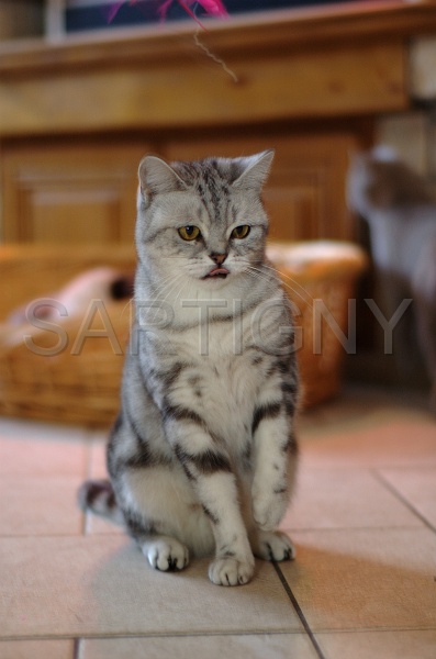 BRITISH SHORTHAIR 059.jpg
